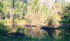 pond.GIF (79038 bytes)