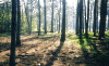 woods.GIF (109890 bytes)
